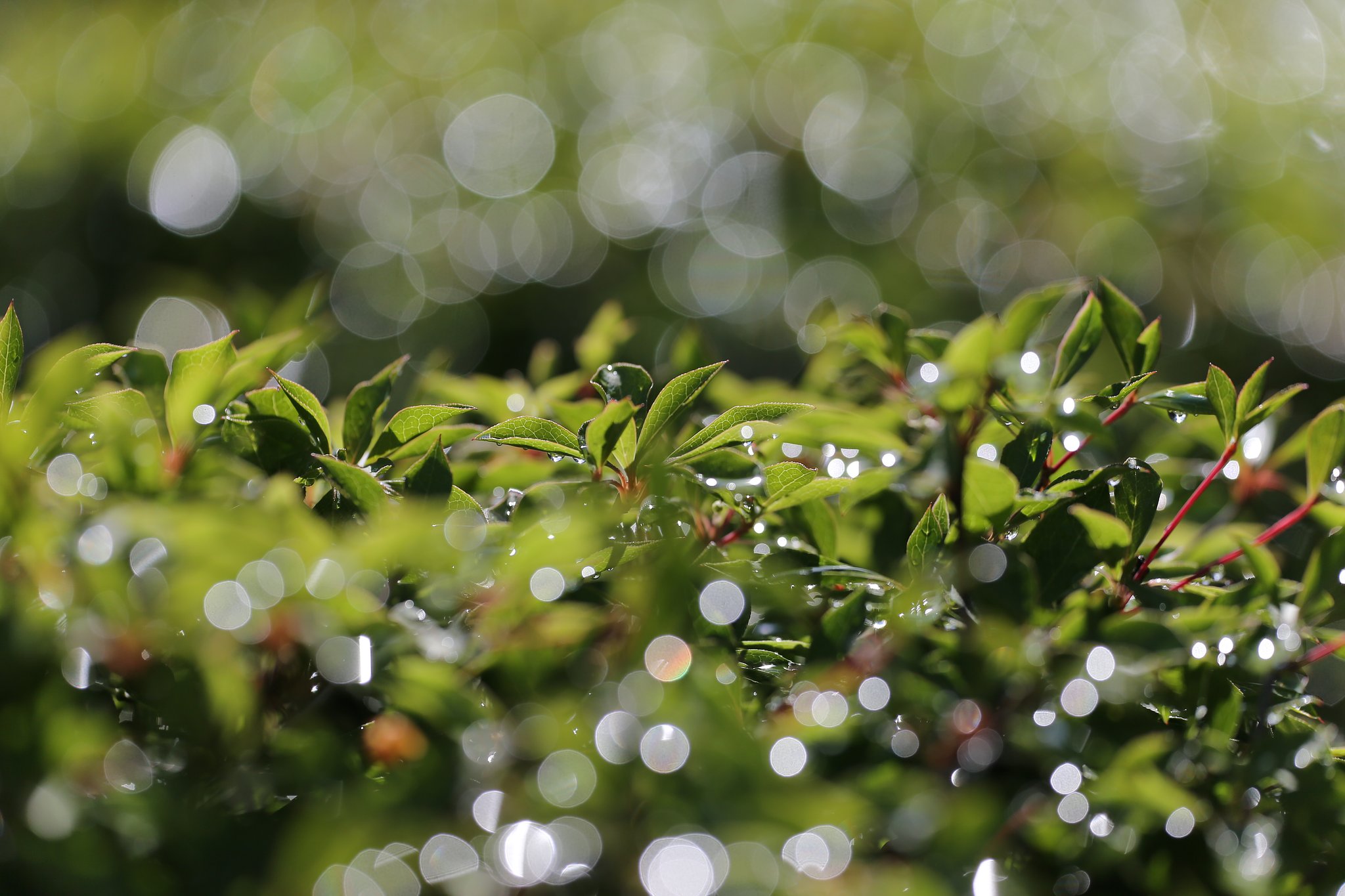 【５月】  雨上がり