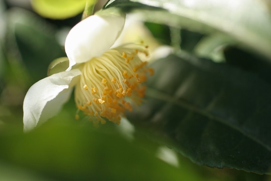 茶の花一輪