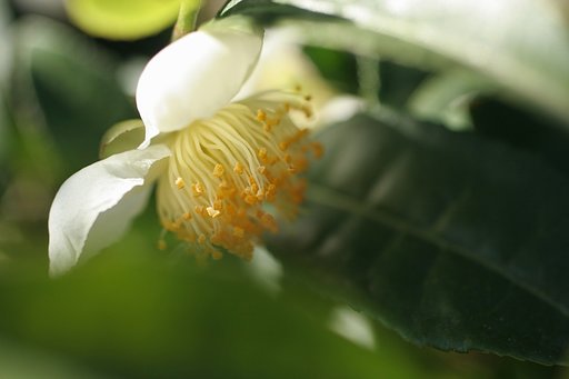 茶の花一輪