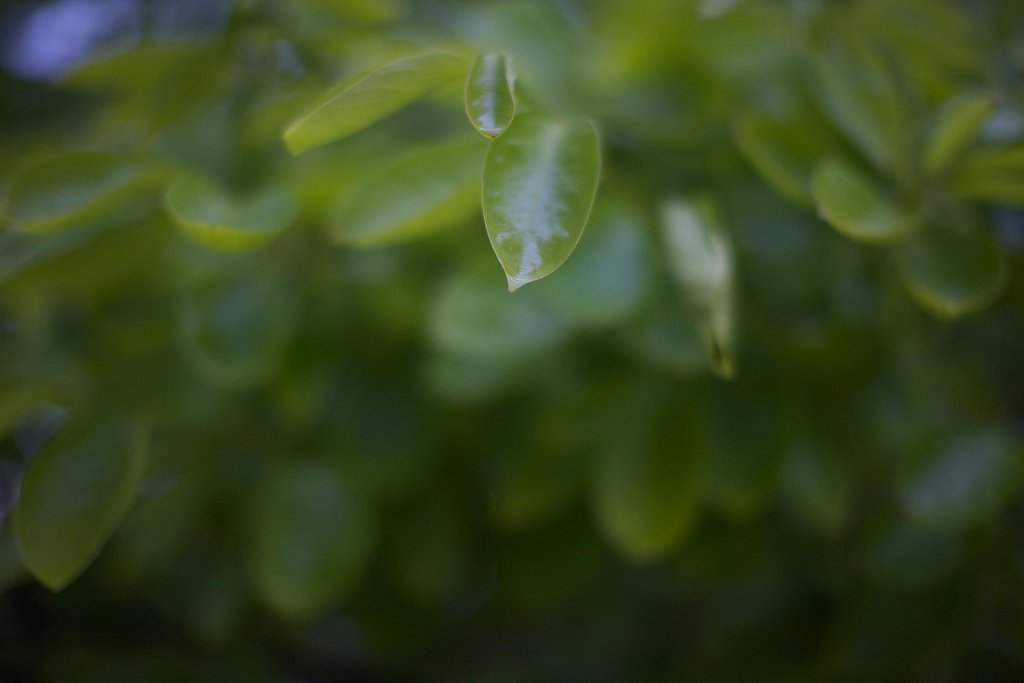 雨の情景