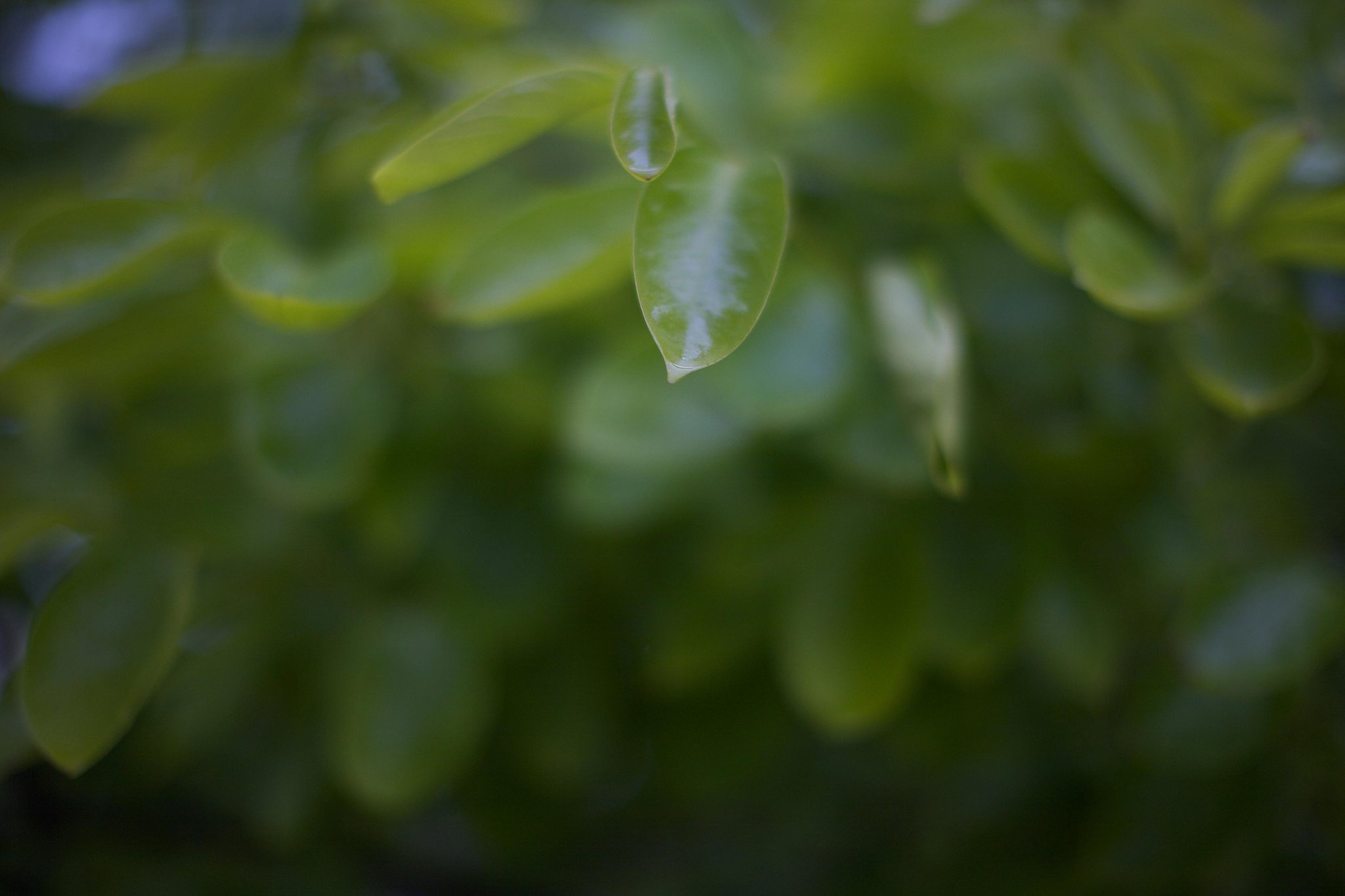 雨の情景