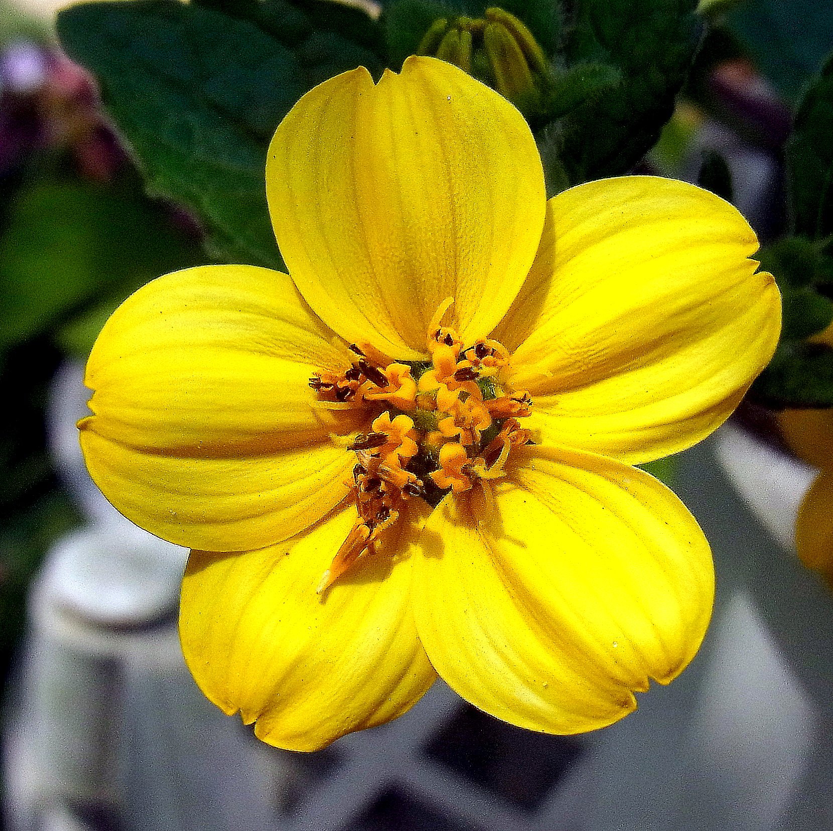 【５月】初めて見る花