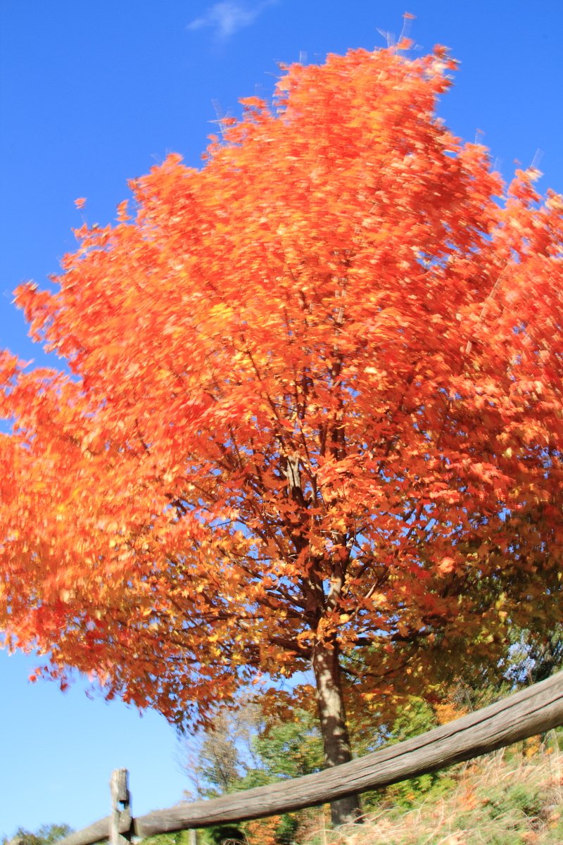 アメリ感紅葉　１
