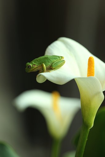 カエル・カラー　