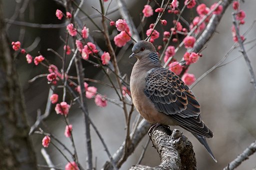 梅・キジバト