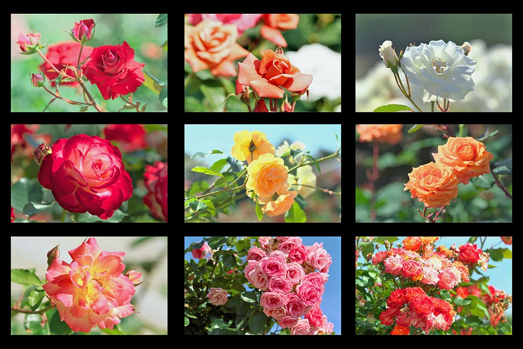 今年の春の薔薇