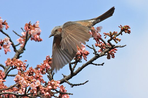 秒８コマでも