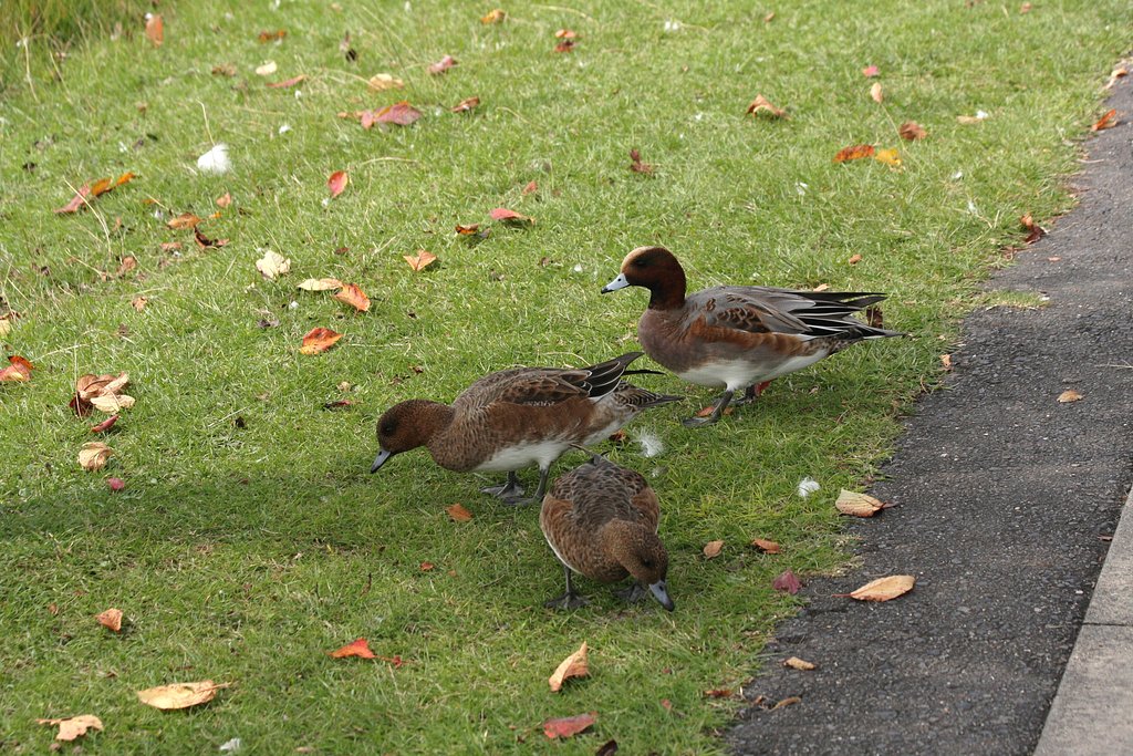陸に上がったヒドリガモ