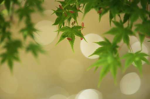 きらり新緑
