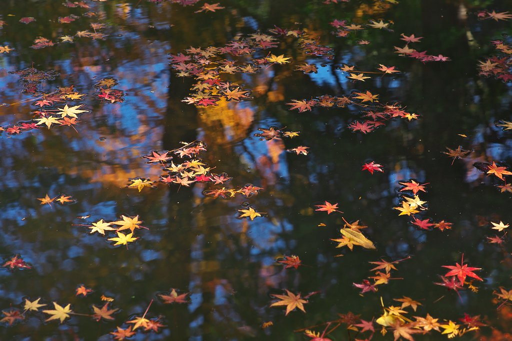 散り紅葉