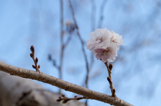 冬桜２