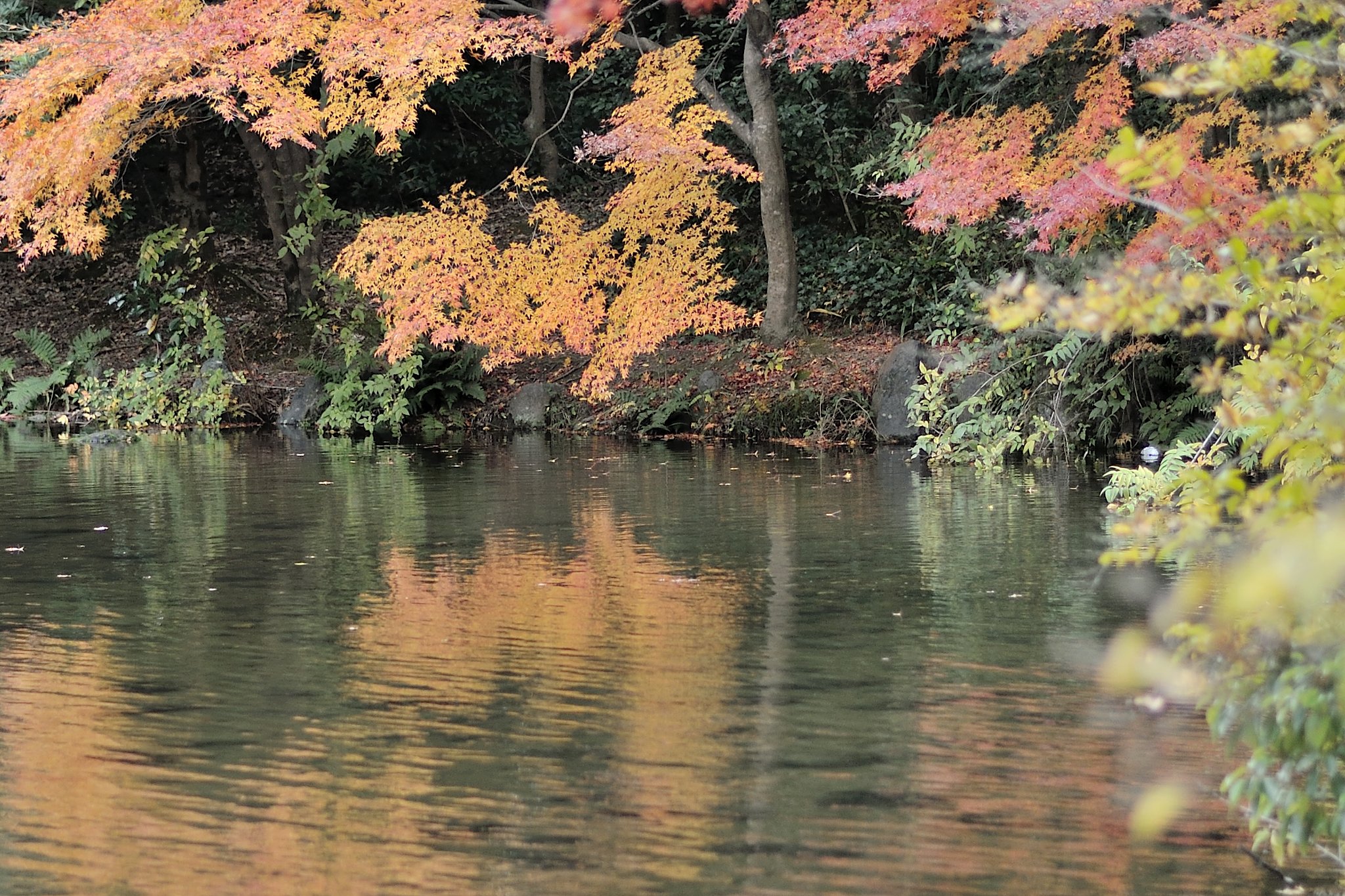 池の紅葉
