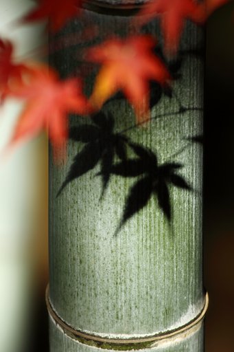 紅葉影絵