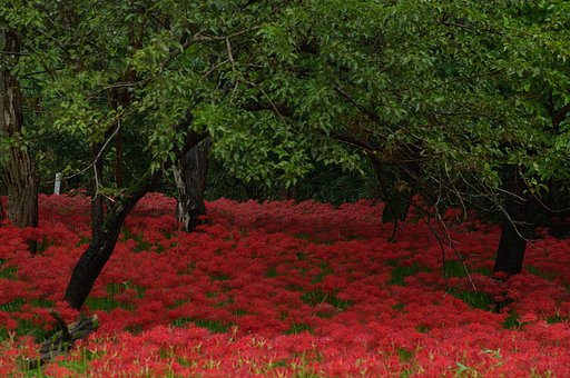 彼岸花の群生