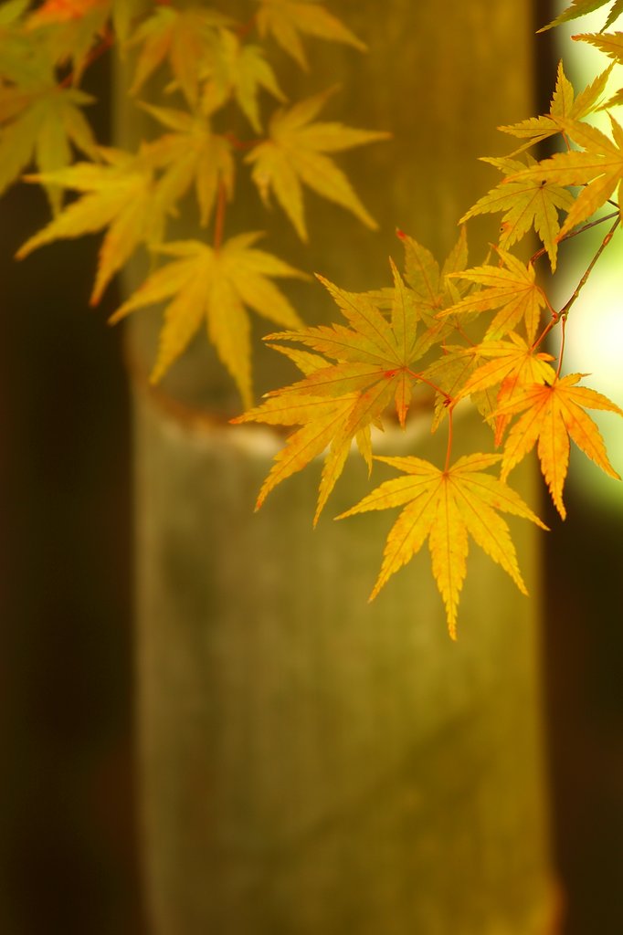 竹モミジ　Ⅱ