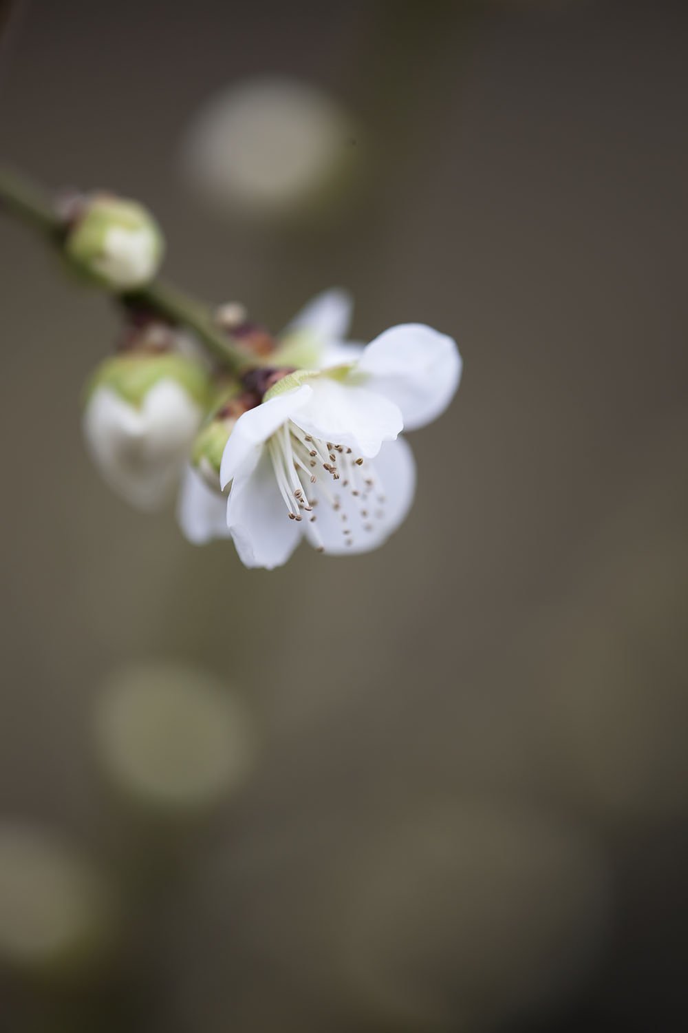花簪