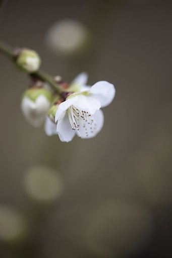 花簪