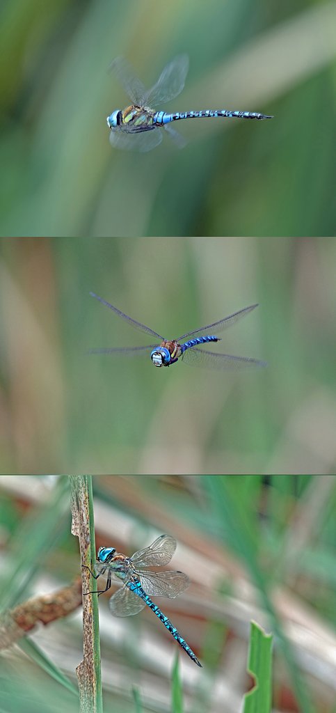 マダラヤンマ