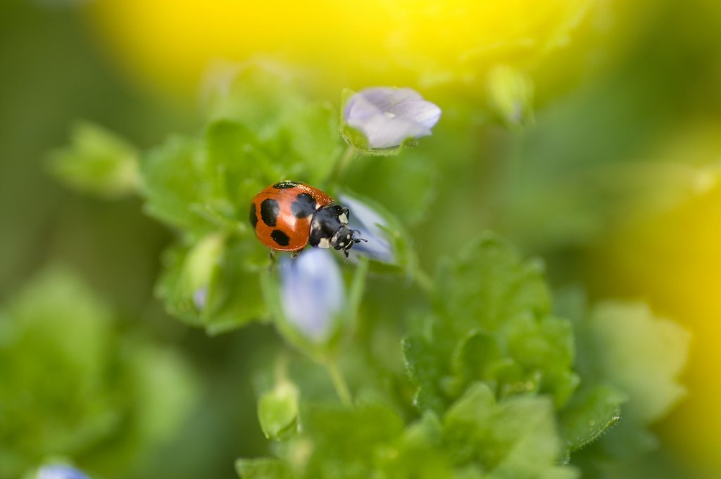 春だ！菜の花、テントウ虫だ！