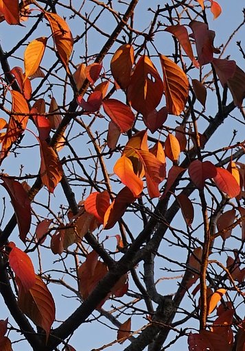 【師走】桜紅葉