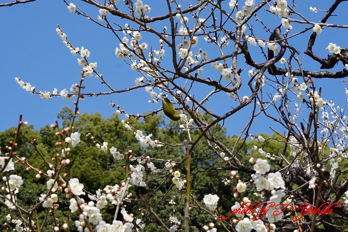 梅に　メジロ・・