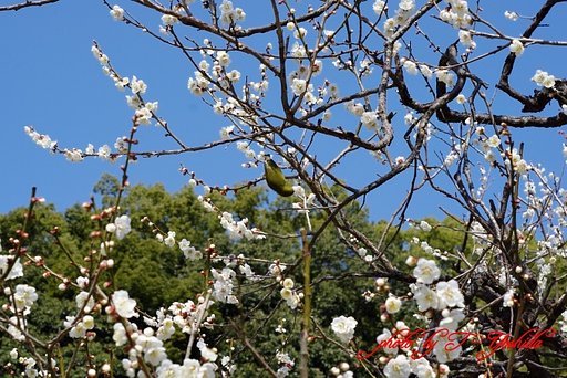 梅に　メジロ・・