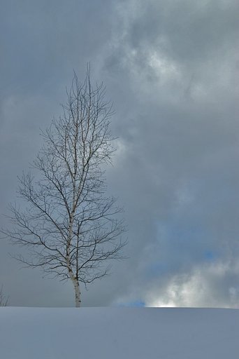 鉛色の空に白樺の孤独