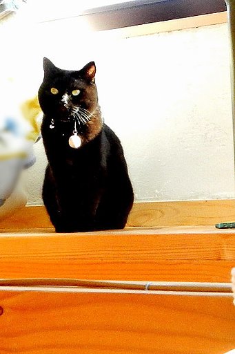 cat