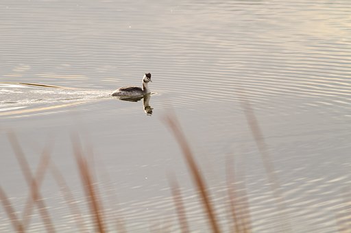 カンムリカイツブリ