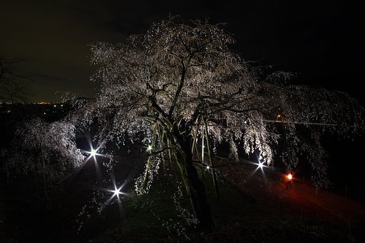 しだれ桜ライトアップ