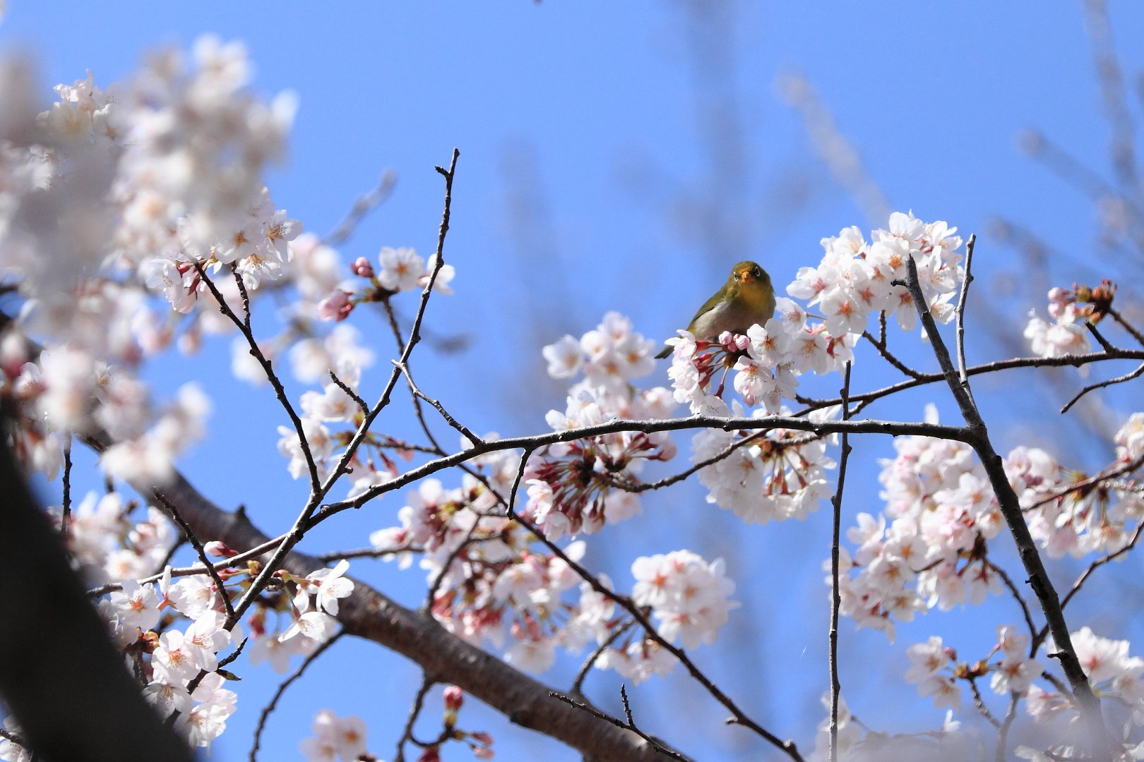 桜蜜