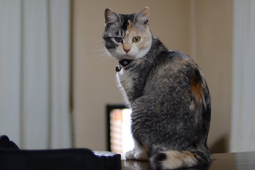 テツコ