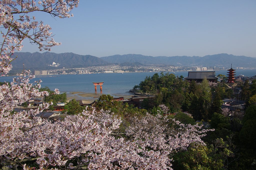 安芸の宮島（桜）