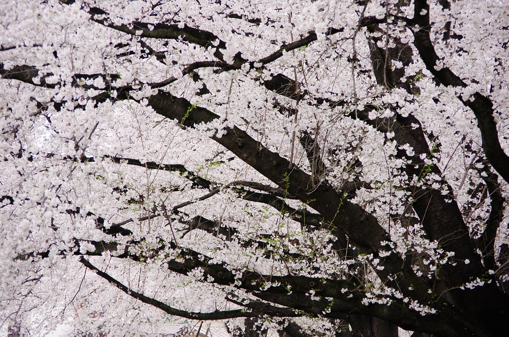 桜色の時間