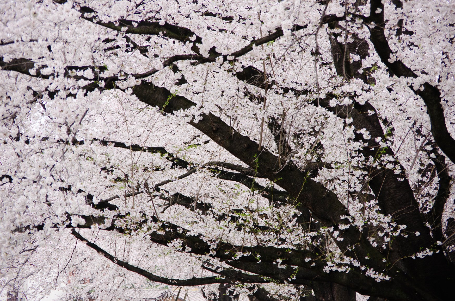 桜色の時間