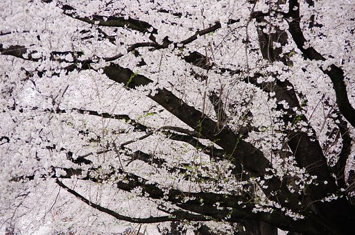 桜色の時間