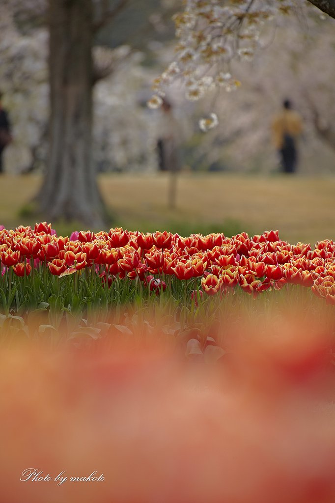 庭園