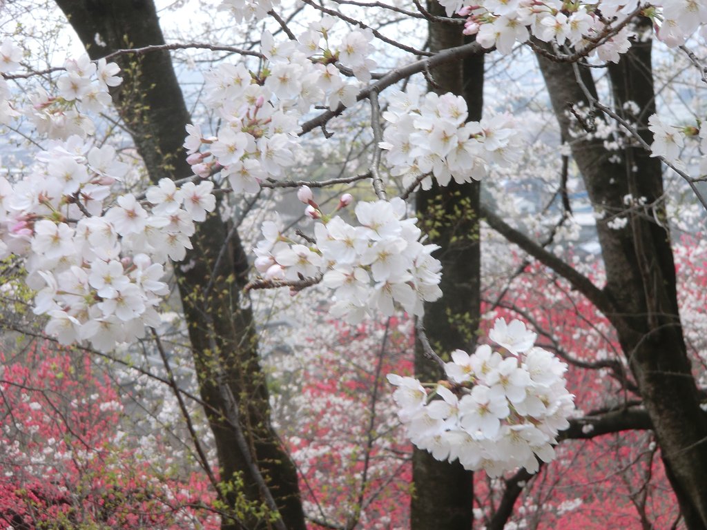 桜