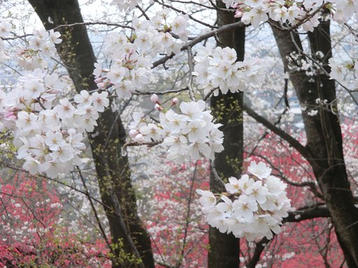 桜