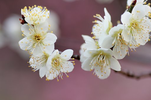 花踊り