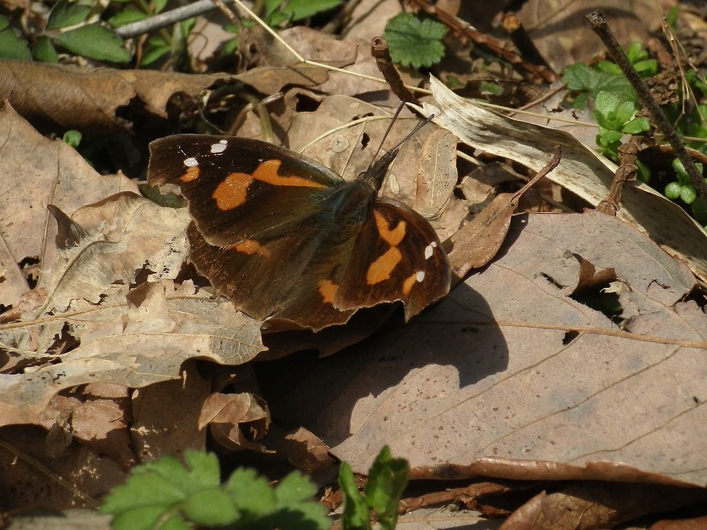 テングチョウ