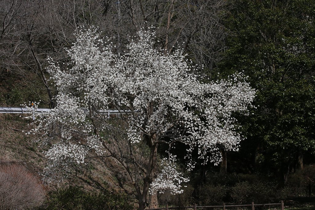 コブシの花