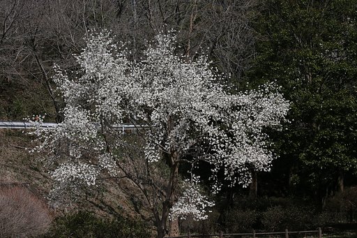 コブシの花