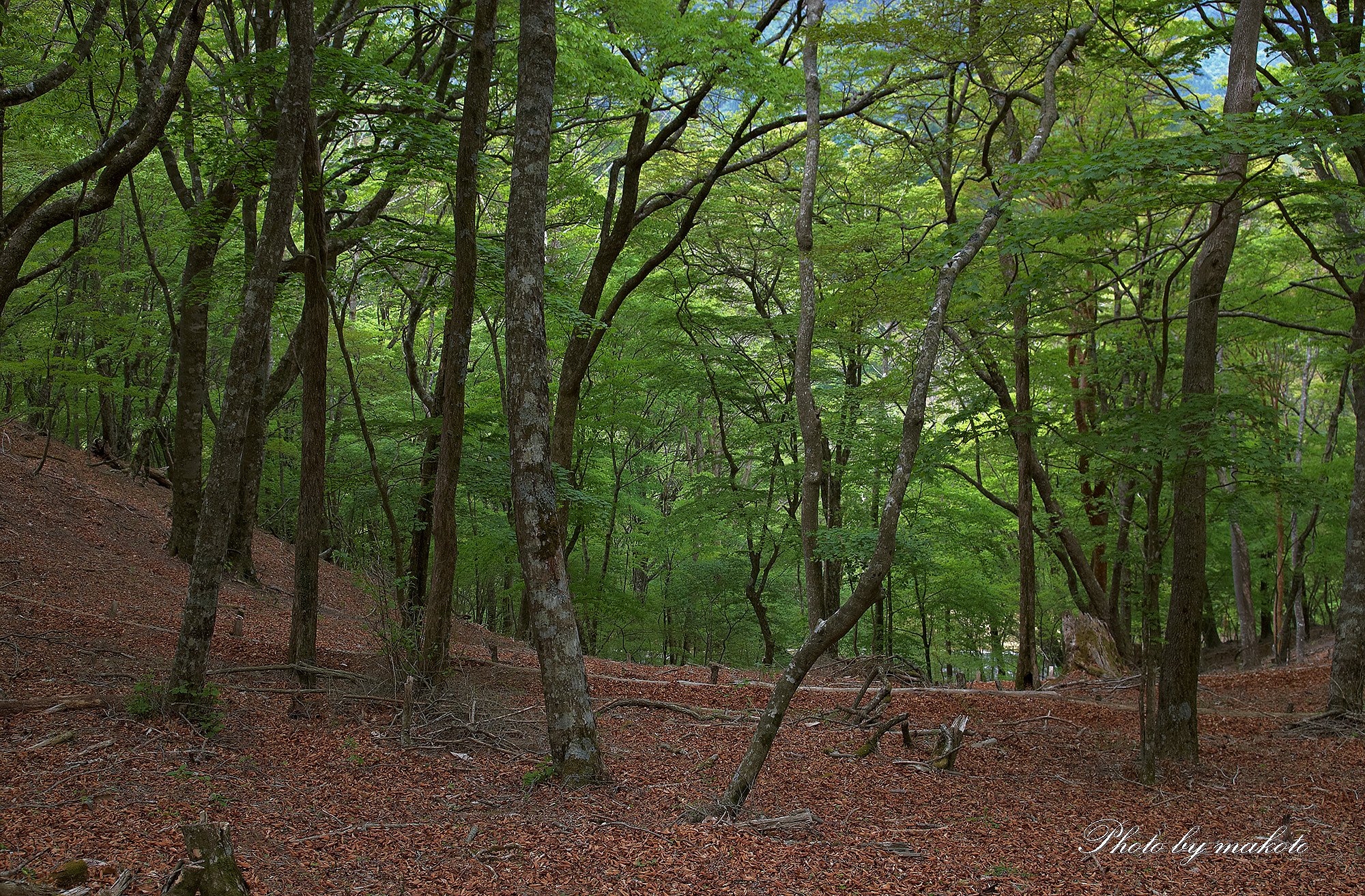Copse
