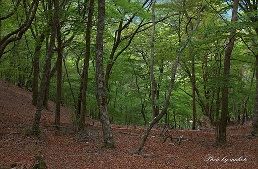Copse