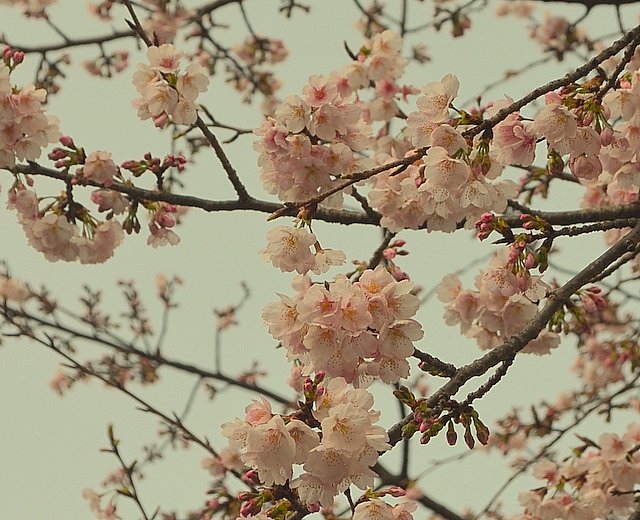 上野公園の桜
