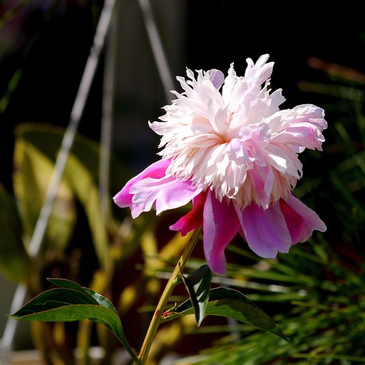 芍薬
