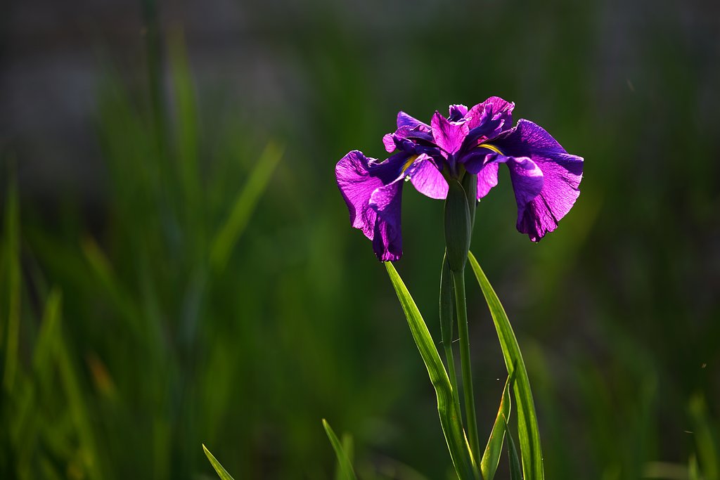紫色の花菖蒲