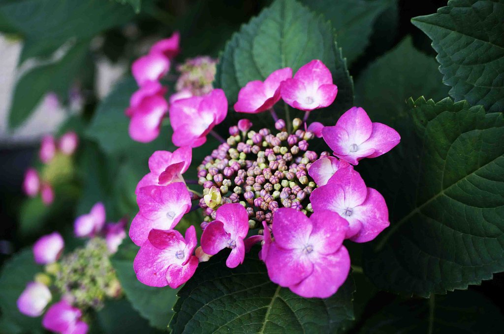 紫陽花・赤