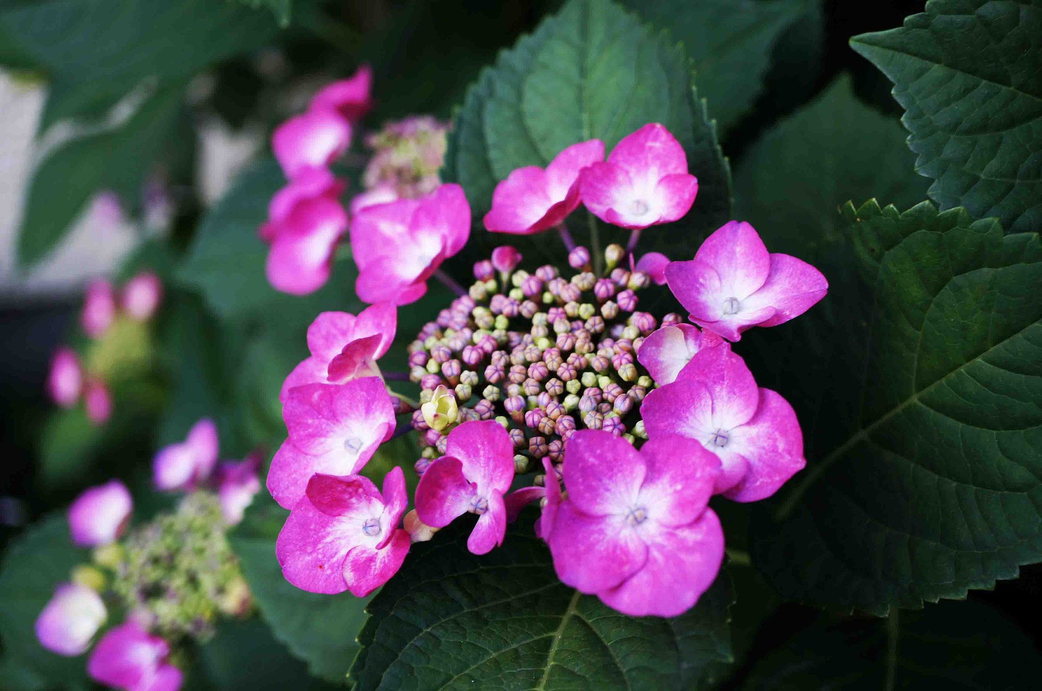 紫陽花・赤